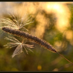 Grass   Травы 2014